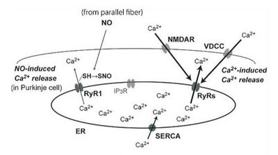 図1 リアノジン受容体を介するシグナル系