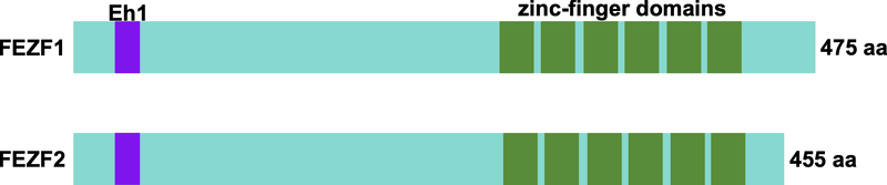 ファイル:Hibi Fezf Fig1.png