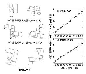 心的回転 - 脳科学辞典