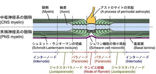 コンサルタ博士 – オフィスの椅子に座っている黒人患者の定期検査を行う女性眼科医、斜視、斜視の原因、治療