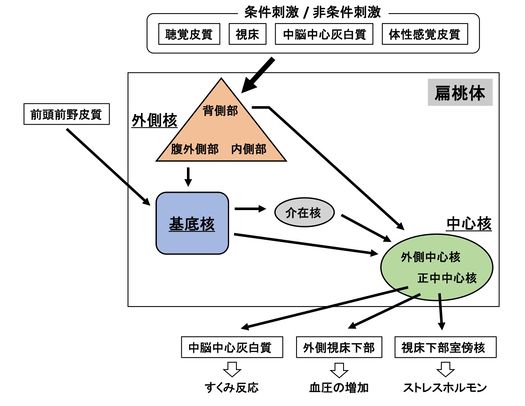 恐怖は睡眠中に記憶から消去できることを科学者が発見