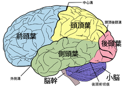 頭頂葉 - 脳科学辞典