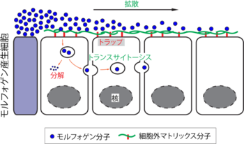 海流とは何か、その種類とその形成方法 - 海流の形成方法