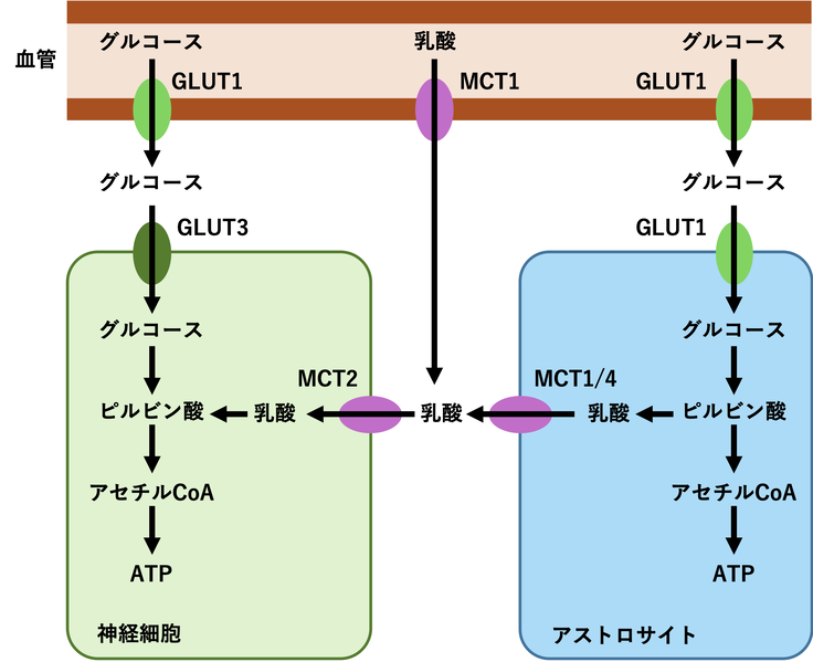 ファイル:Ohtsuki glucose transporter Fig4.png