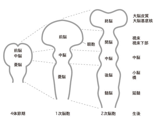 神経管 - 脳科学辞典