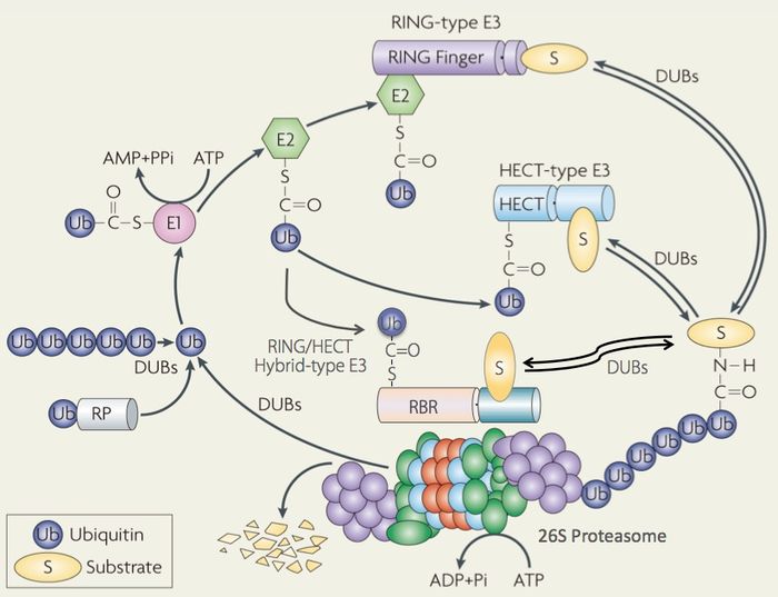 脳をより長く若く保つための科学的に認められた 7 つのトリック