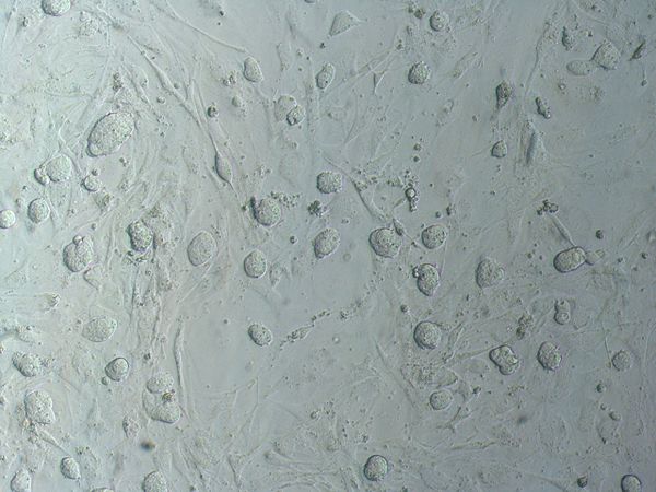 細胞の種類: 細胞の正体、部分、機能 -