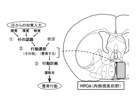10代の脳の機能と行動