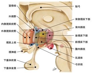 内側視索前野 - 脳科学辞典