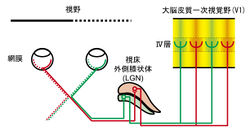 図1.視覚伝導路の模式図