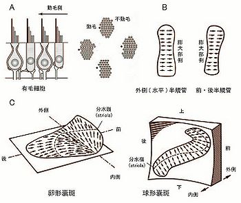 半規管と耳石器 - 脳科学辞典