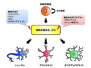 動物細胞の正体、部位、機能 - 動物細胞とは何か、その種類