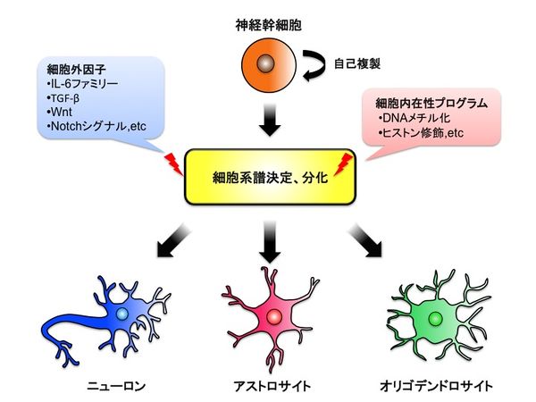 不安を制御する脳細胞を発見