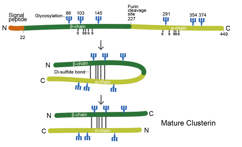 ファイル:Itakura clusterin Fig1.png