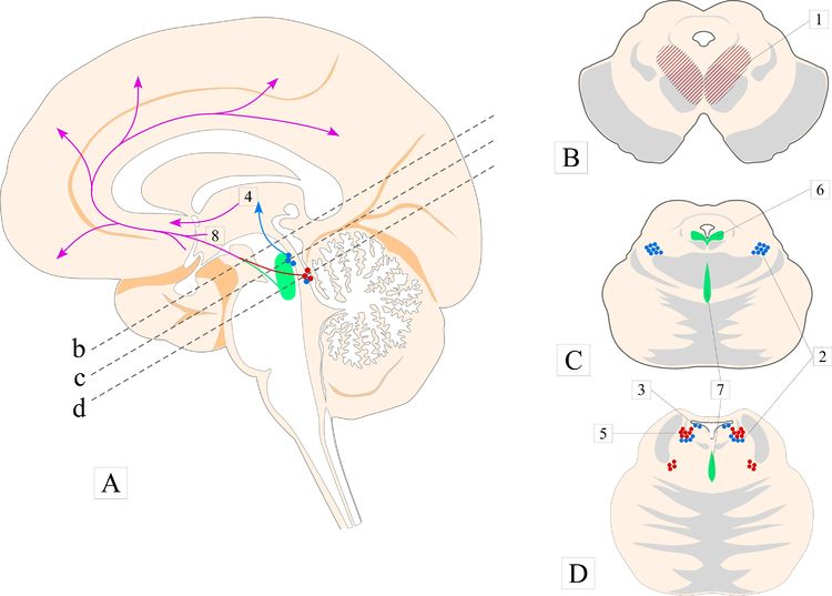 脳幹網様体賦活系の概観