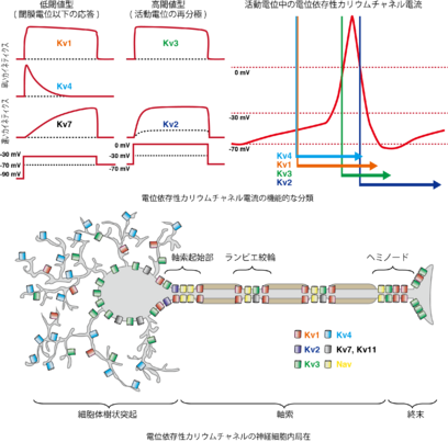 電位依存性カリウムチャネルの神経細胞における分布と機能