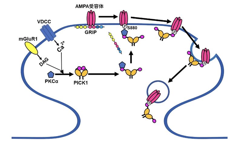 ファイル:Midorikawa GRIP Fig3.jpg