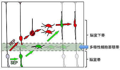 図2．皮質発生後期に見られる脳室帯を離脱する２つの異なる移動集団