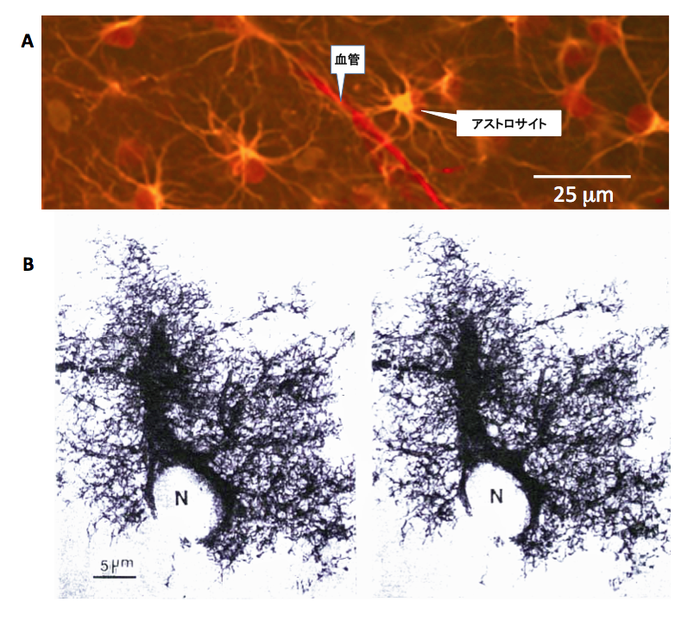 培養ラット脳細胞の蛍光画像。生細胞はカルセインで染色され (左)、死細胞はヨウ化プロピジウムで染色されます (右)。 写真提供:テレサ M. フロイデンリッヒ