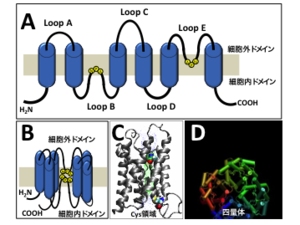 リビングルーム用の植物 - 傘の木または植物(シェフレラ・アクチノフィラ)