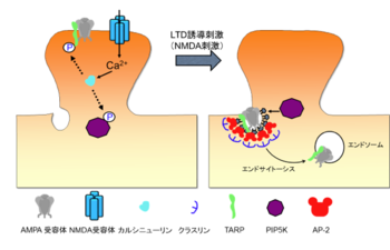 2つの睡眠因子が認知症発症のリスクを予測する可能性がある