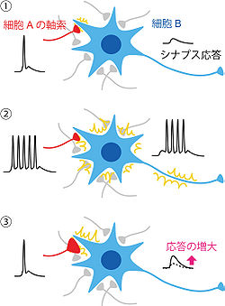 人間の自然発火とは何ですか? 
