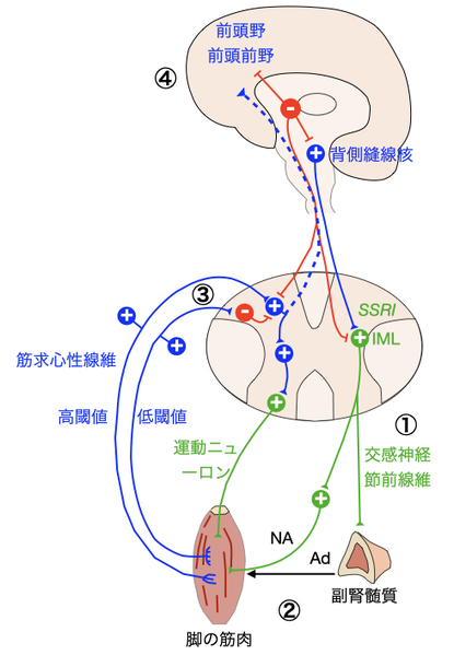 ファイル:Inoue むずむず脚症候群 Figure3.png