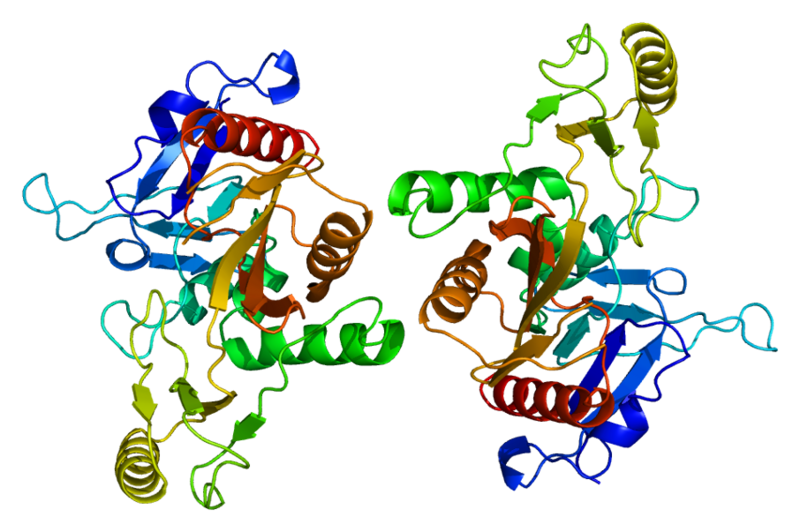 ファイル:Protein SYN1 PDB 1auv.png
