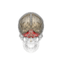 ファイル:Cerebellum.gifのサムネイル
