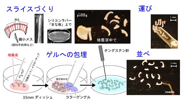 独学のアーティストがパンのスライスから芸術作品を作る