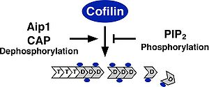 図2. コフィリンの活性制御