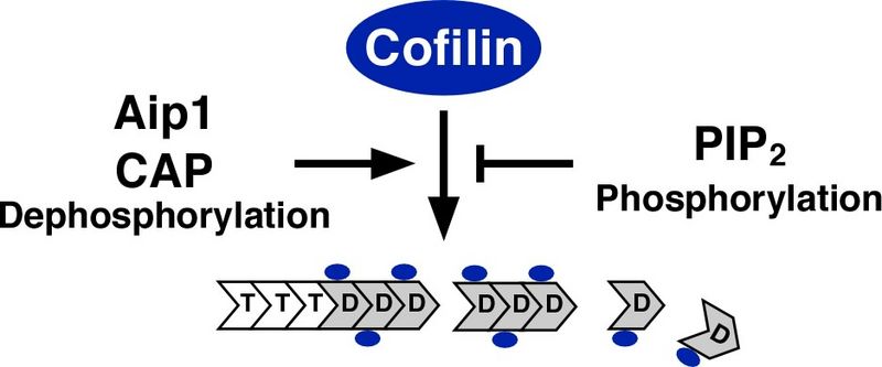 ファイル:脳科学辞典cofilin図2.jpg