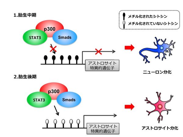 幹細胞の基礎