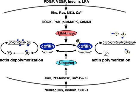 図3. コフィリンのリン酸化による活性制御