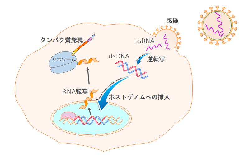化石化の種類とその特徴 - 地質過程による化石化の種類